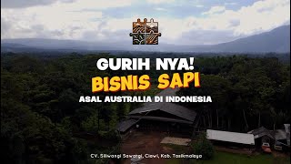 Gurihnya Bisnis Sapi asal Australia di Indonesia