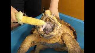 Alligator snapping turtle smashes sweet corn!　ワニガメとトウモロコシ
