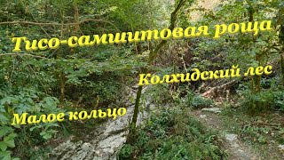 Тисо-самшитовая роща🌳🌴🌲 / Колхидский лес🌿🌱🍃 / Малое кольцо🏞