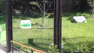 2011年9月24日　東山動植物園　新オオカミ舎