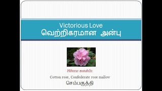 Victorious Love - வெற்றிகரமான அன்பு, Spirtual Significance of Flower Hibiscus mutabilis, செம்பருத்தி