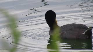 Red-gartered Coot