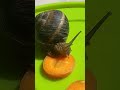 The Snail Tries to Eat the Carrot!