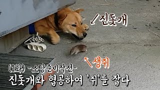 (공생 그리고 우정) '진돗개'와 협공하여 '쥐'를 잡다 (1화) -소탕준비작전-