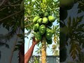 ഈ fruit ഇങ്ങനെയാണ്