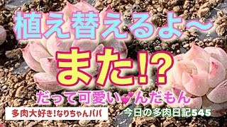 【多肉植物】【ガーデニング】また⁉️植え替えるの〜🤣　　多肉大好き！なりちゃんパパ　多肉奮闘記その545