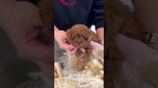 [VELY DOG] Teacup Red Poodle Female \