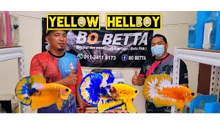 Melawat Farm Bo Betta// Ada Yellow Hellboy F3 Di Sini.