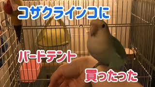 コザクラインコ【うめちゃん】にバードテントを買ってみた