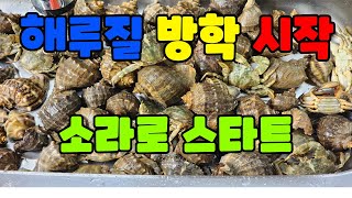 [해루질] 이제 본격적인  소라 시즌이 왔다