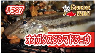 15分ガサガサで春のオオガタスジシマドジョウ