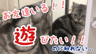 鏡に映った自分を見た時の猫の反応が面白すぎた【猫 かわいい】