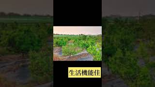 台南東山農建地精華區   可建屋可種蔬果 服務專線06-6336818台慶不動產新營三民店