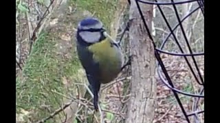 Blue Tit  - Great Tit Comparison