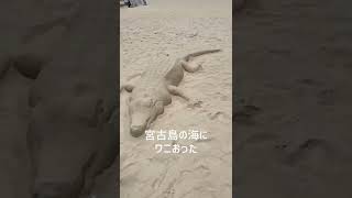 海にワニがいました#shorts