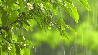 마음을 달래는 최상의 빗소리, 비오는소리ASMR - Rain Sound Gentle 10 Hours & Best Sound of Rain to Soothe your Heart