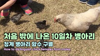 처음 밖에 나온 10일차 병아리, 청계 병아리 암수 구별, How to distinguish chick females from males