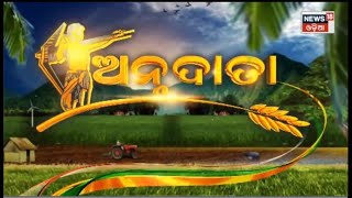 Annadata | Odisha Farming | Odia Latest News | 24th Aug 2023 | News18 Odia | Odia News