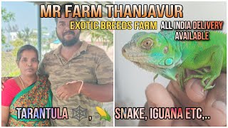 MR FARM Thanjavur |Tarantula Corn snake| Spiderman சிலந்தி- Exotic Species #tarantula #snake #iguana