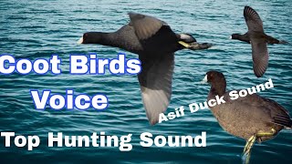 Coot Birds Voice top Hunting Sound || New Coot Birds call || Duck call sounds || Asif duck sound