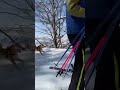 衝撃の結末。犬も歩けば棒に当たる。 豆柴 shibainu 久兵衛 野沢温泉スキー場 skiing