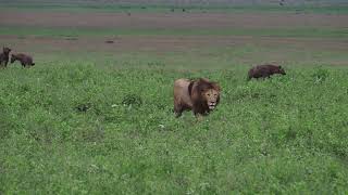 Dark Maned Lion and Hyenas - Ngorongoro Crater, Tazania