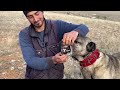 legendary kangal dogs and the lonely shepherd in the abandoned ghost village