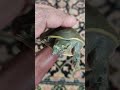 my lovely little one turtle reptiles indian flap shell turtle softshellturtle