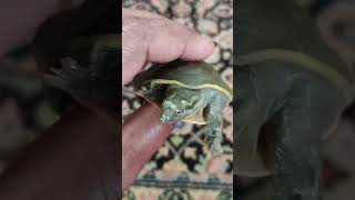 My lovely little one #turtle #reptiles #indian flap shell turtle #softshellturtle