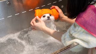 My pomeranian Really Like To Take Baths \u0026 Massage At Self Dog Wash.🛁