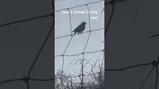 Linnet in the rain John o groats #scotland #nature