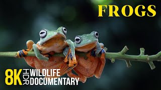 The World of Toads and Frogs – Unique Footage of Amphibians in 8K HDR | Nature Documentary