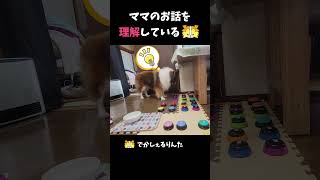 ママのお話を理解しているシェルティ【会話ボタンでしゃべる犬】 #shorts #dog