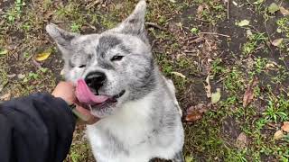 けっこうサバイバル！　秋田犬と本格キャンプ　群馬県桐生市　キャンプ冒険仲間　五右衛門風呂　フュアーハンドランタン　panda TC