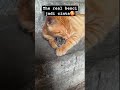 #kucing #tikus #fypシ゚viral