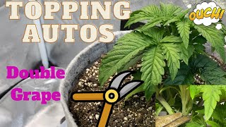 How to Top Autoflowers | Topping Mephisto Double Grape Auto day 15 | Cannabis Grow Tutorial