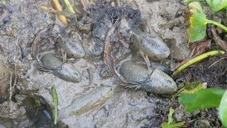 Fishing in Muddy Water | Catching lots of Fish by Traditional Fishing Method | Best Hand Fishing