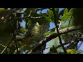 de wielewaal golden oriole in portugal vogelen met limosa p9