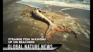 Strange Fish Washing Up on AMERICAN Beaches - Global Nature News Report