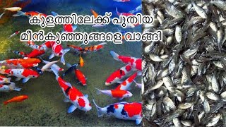 Bought new fish fry for the pond. കുളത്തിലേക്ക് പുതിയ മീൻകുഞ്ഞുങ്ങളെ വാങ്ങി @ Chiramel fishes