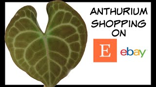 UPDATE ON THE ANTHURIUM CLARINERVIUM...And shopping Etsy and Ebay for more Anthuriums!