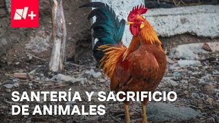 Rituales de santería con animales en mercados de CDMX - Despierta