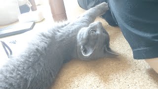 【猫動画】嫁にぴったり寄り添うロシアンブルー【russianbule】Russian blue that snuggles up to the bride