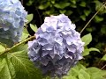 〈季寄〉雨の紫陽花 haiku season words