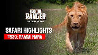 Safari Highlights #539: 19 & 20 December 2019 | Maasai Mara/Zebra Plains | Latest Wildlife Sightings