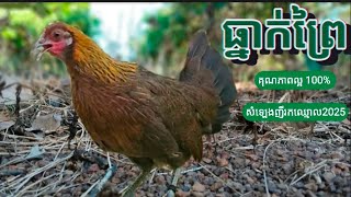 សំឡេងធ្នាក់មាន់ព្រៃមេ ធានាថាដេញ100%The sound of wild chickens