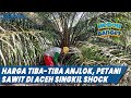 Harga Tiba-tiba Anjlok, Petani Sawit di Aceh Singkil Shock