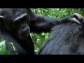 schimpansen im kibale nationalpark in uganda