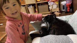 娘に可愛がられる猫　ラガマフィンA cat loved by daughter. Ragamuffin.