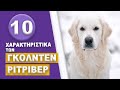 Golden Retriever - 10 Χαρακτηριστικά των Γκόλντεν Ριτρίβερ!